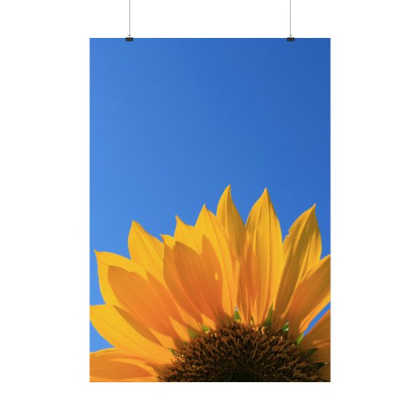 92411-97.jpg Sunflower Blue Sky Poster