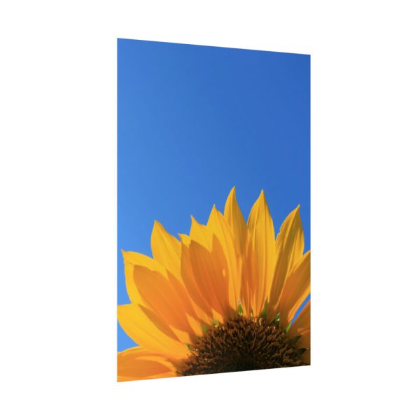 92411-98.jpg Sunflower Blue Sky Poster