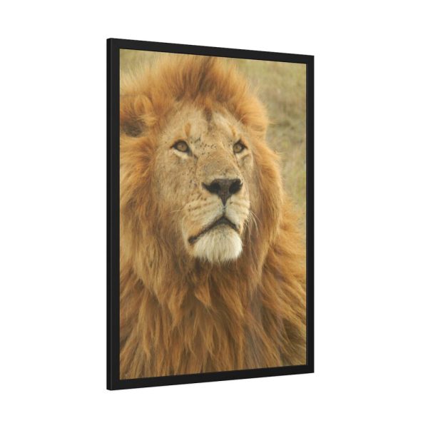 Lion Closeup Africa Framed Poster