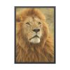 Lion Closeup Africa Framed Poster