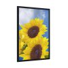 93830-105.jpg Sunflower Flower Air Clouds Framed Poster
