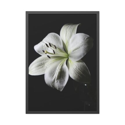 White Lily Framed Poster