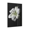 White Lily Framed Poster