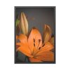 Orange Lily Framed Poster