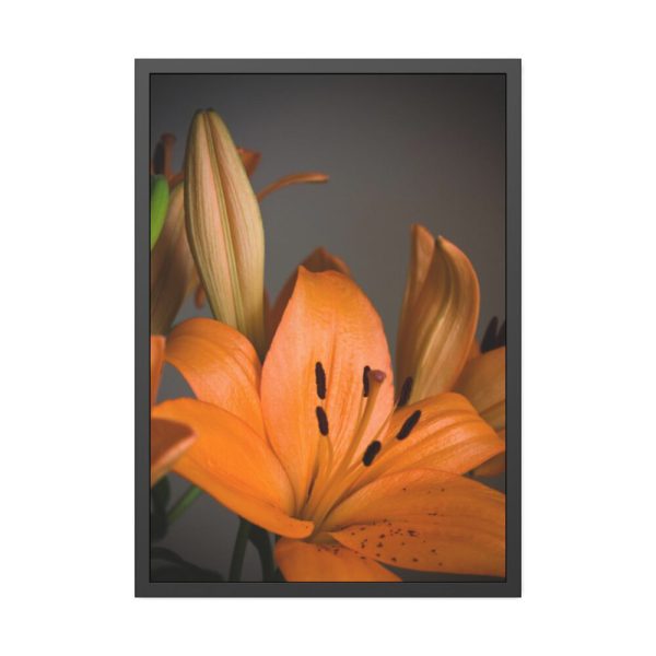 Orange Lily Framed Poster