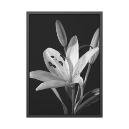 Lilies Flower  Framed Poster
