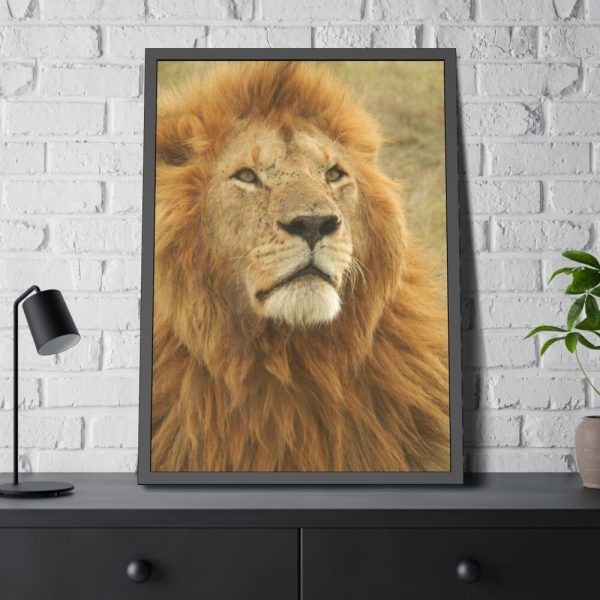 Lion Closeup Africa Framed Poster
