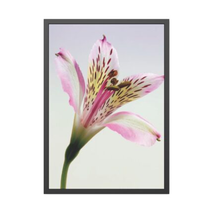 Pink Lily  Framed Poster
