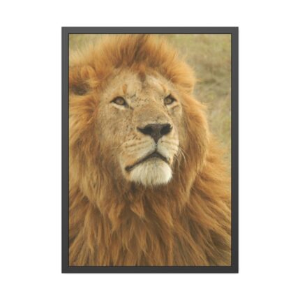 Lion Closeup Africa Framed Poster