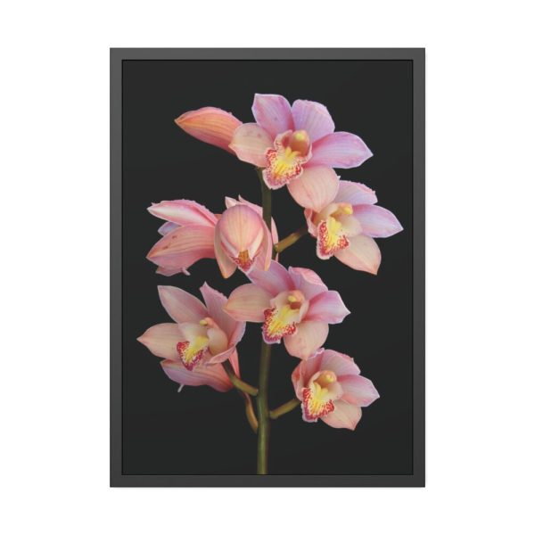 93830-48.jpg Pink Boat Orchid Framed Poster