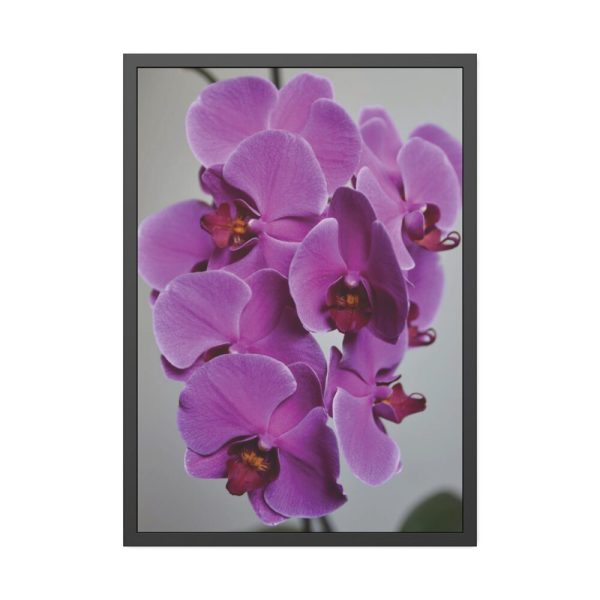 Exotic Orchid  Framed Poster