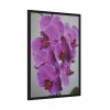 Exotic Orchid  Framed Poster