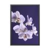 93830-56.jpg Blue Orchid Framed Poster