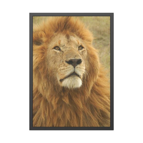 Lion Closeup Africa Framed Poster