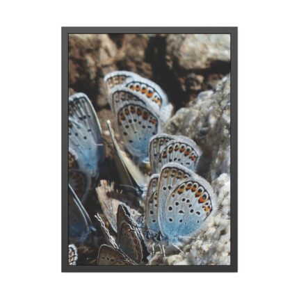 Blue Butterflies Framed Poster