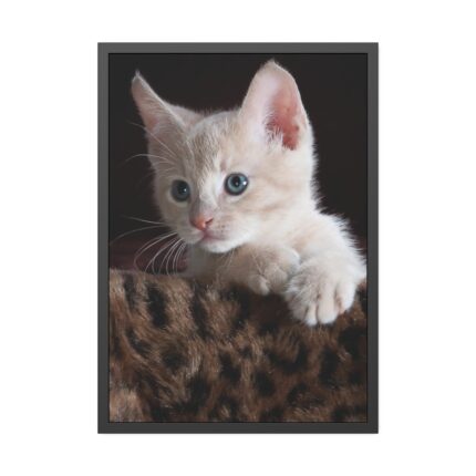 Kitten with Blue Eyes Framed Poster
