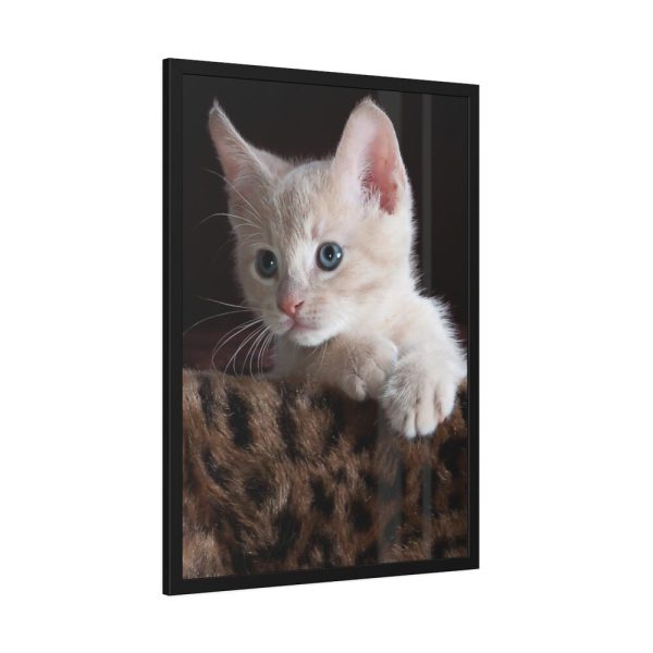 93830-85.jpg Kitten with Blue Eyes Framed Poster