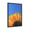 93830-93.jpg Sunflower Blue Sky Framed Poster