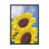 93831-104.jpg Sunflower Flower Air Clouds Framed Poster