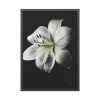 White Lily Framed Poster