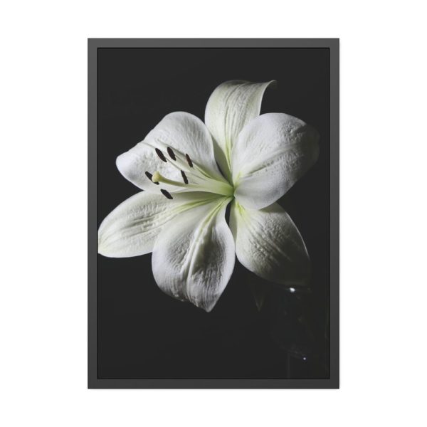 White Lily Framed Poster