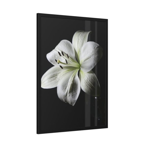 White Lily Framed Poster
