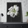 White Lily Framed Poster