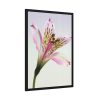 Pink Lily  Framed Poster