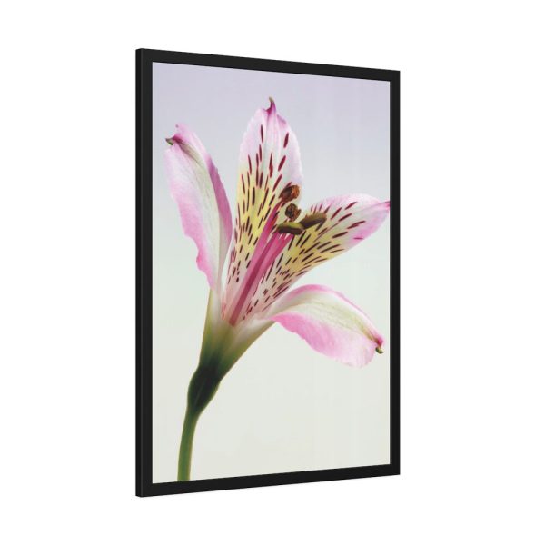 Pink Lily  Framed Poster