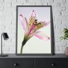 Pink Lily  Framed Poster