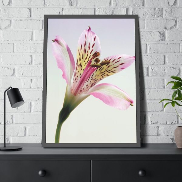 Pink Lily  Framed Poster