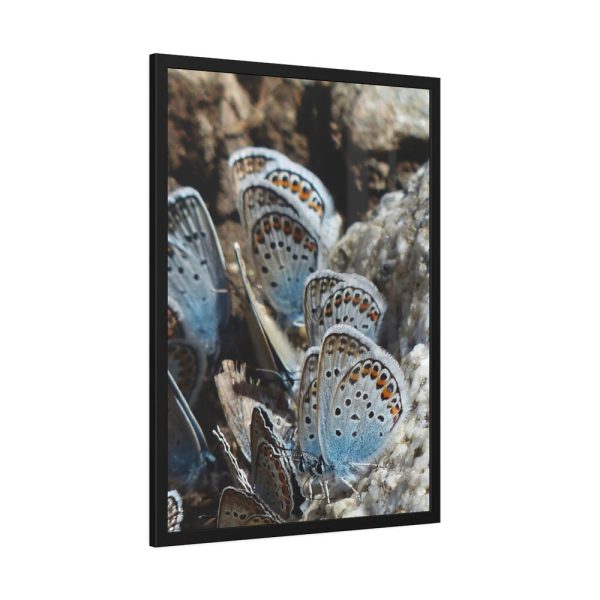 93831-65.jpg Blue Butterflies Framed Poster