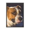 Head of the American Stafford Framed Poster