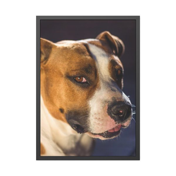 Head of the American Stafford Framed Poster