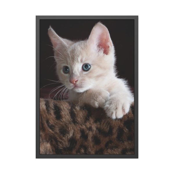 93831-84.jpg Kitten with Blue Eyes Framed Poster
