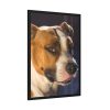 Head of the American Stafford Framed Poster