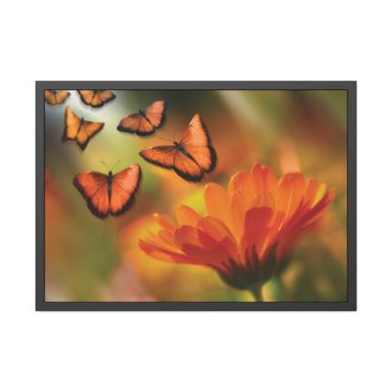 Butterfly on Orange Flower Framed Poster