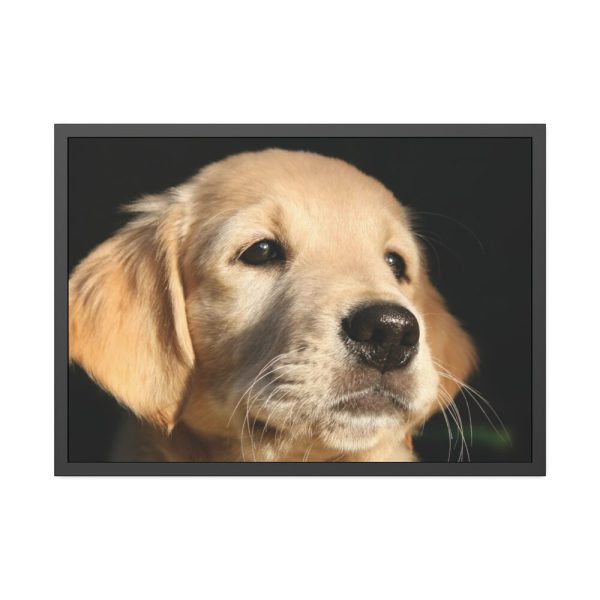 93854-116.jpg Little Golden Retriever Framed Poster