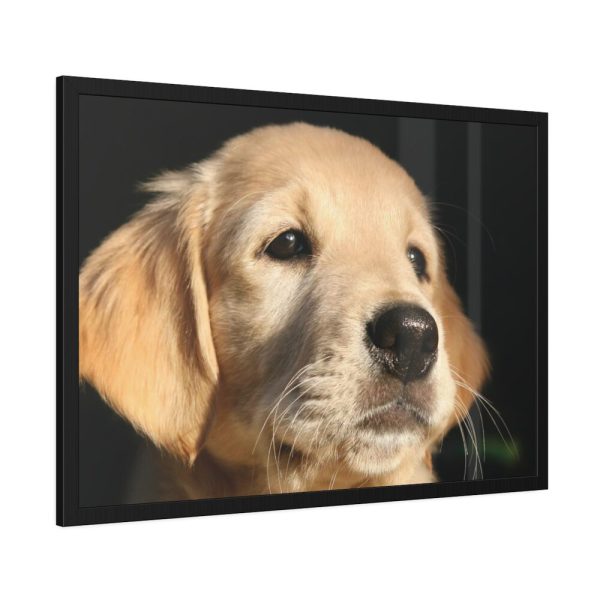 93854-117.jpg Little Golden Retriever Framed Poster