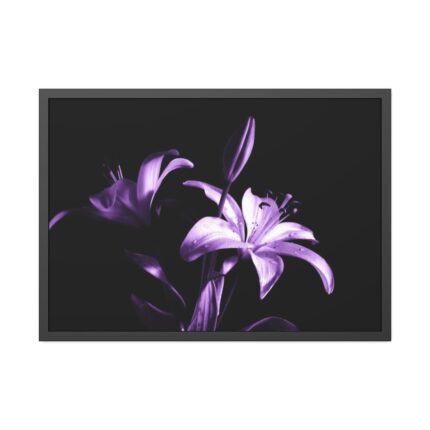 Purple Lily Framed Poster