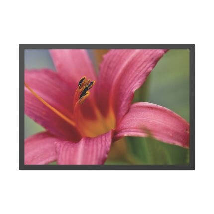 Blooming Flower Pink Framed Poster