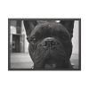 93854-136.jpg French Bulldog Framed Poster