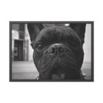 French Bulldog Framed Poster