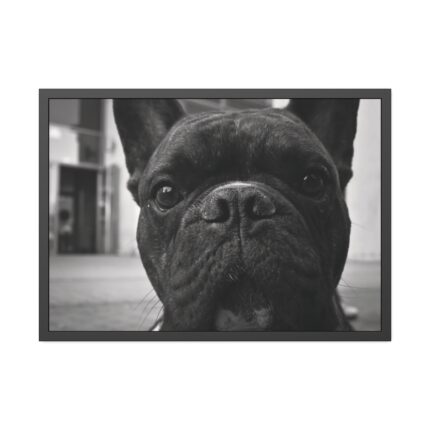 French Bulldog Framed Poster