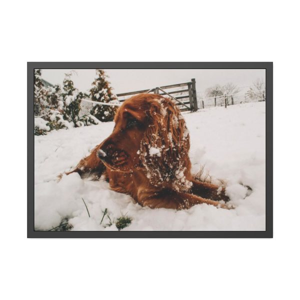 Dog Lying on Snow Framed Poster