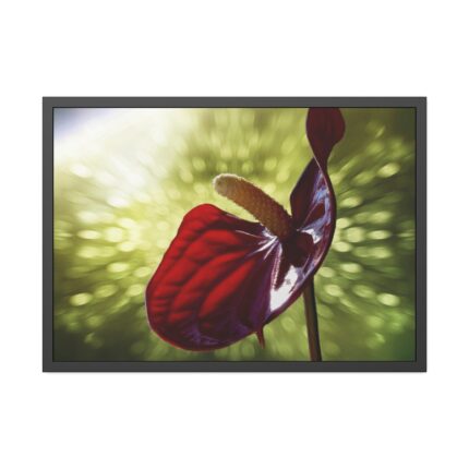 Red Lily Framed Poster