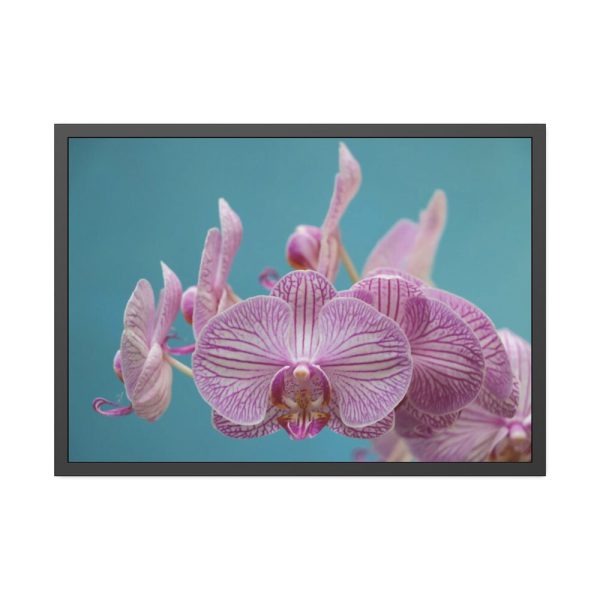 Purple Orchid  Framed Poster