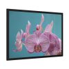 Purple Orchid  Framed Poster
