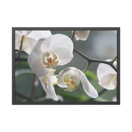White Orchid Framed Poster