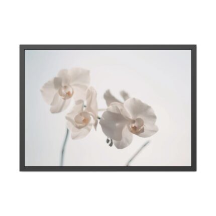 Beautiful White Orchid Framed Poster
